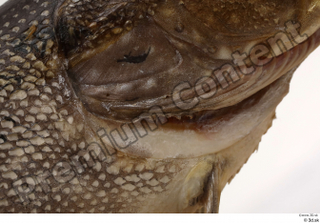 Northern pike gills head 0002.jpg